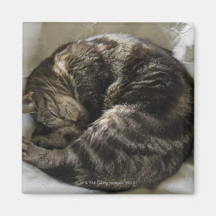 Íman Gato do sono
