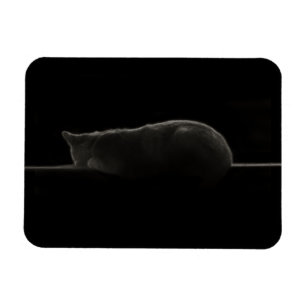 Íman Gato do sono da silhueta