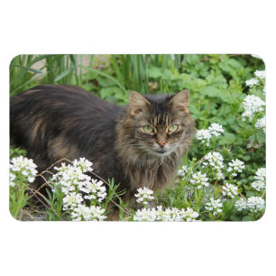 Íman Gato Doméstico de Cabelo Longo