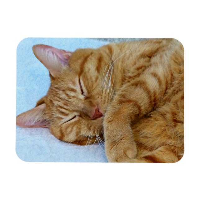 Íman Gato Dormindo (Horizontal)
