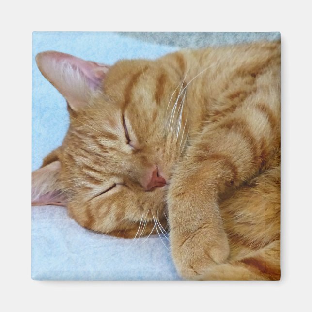 Íman Gato Dormindo (Frente)