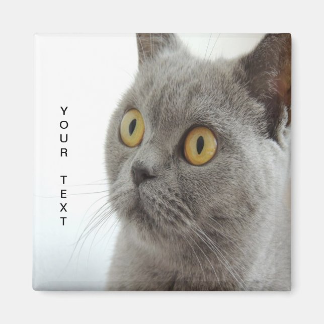 Íman Gato é fofo (Frente)