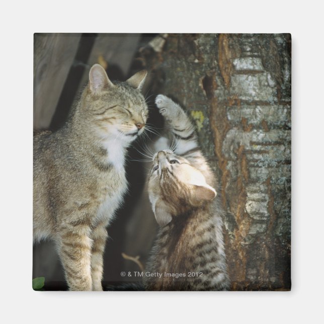 Íman Gato e Gatinho por Árvore (Frente)