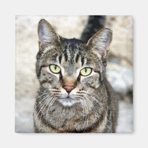 Íman Gato Egípcio
