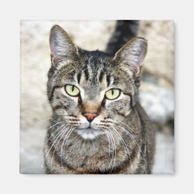 Íman Gato Egípcio (Frente)