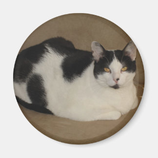 Íman Gato Em Um Sofá
