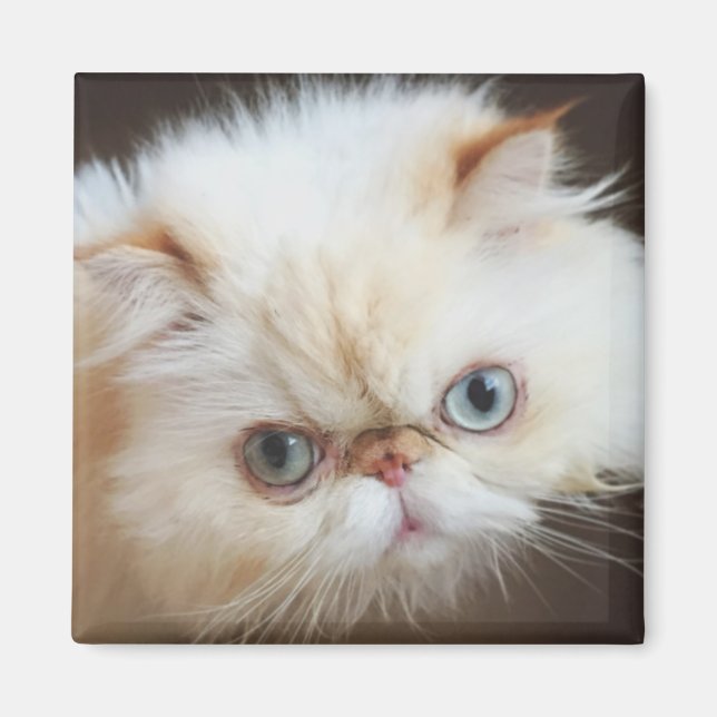 Íman Gato Em Uma Caixa (Frente)
