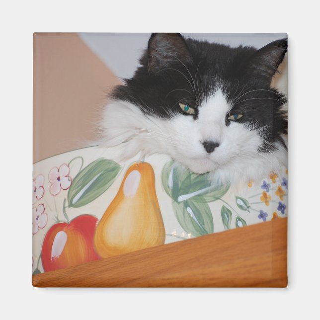 Íman Gato em uma tigela de Fruta (Frente)