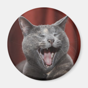 Íman Gato engraçado