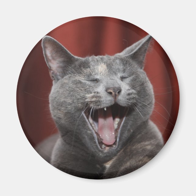 Íman Gato engraçado (Frente)