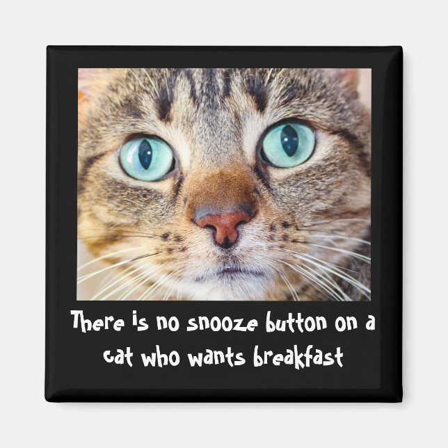 Íman Gato Engraçado Quer Magneta Comida (Frente)