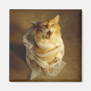 Íman Gato envolvido na gaze médica