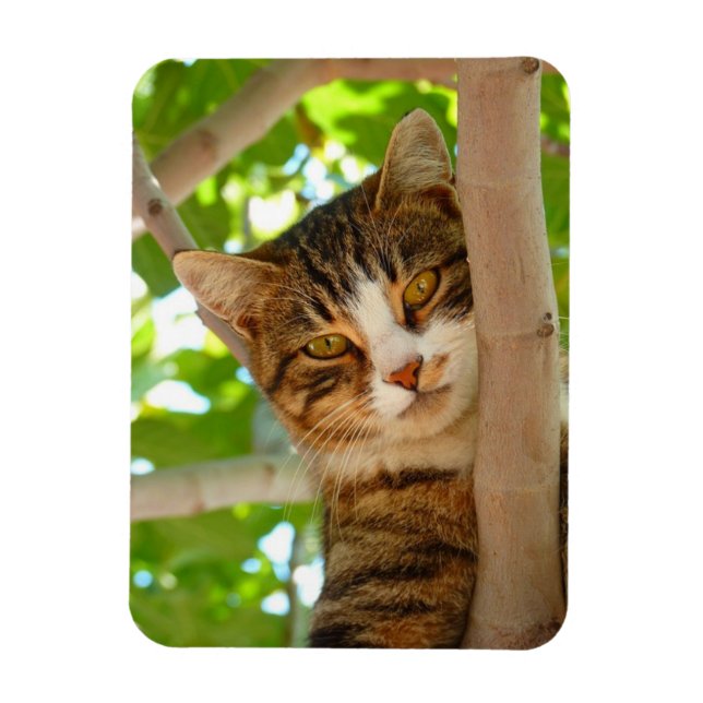 Íman Gato escaldante (Vertical)