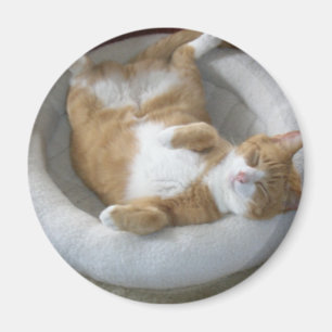 Íman Gato Feliz