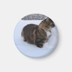 Íman gato florestal norueguês na neve