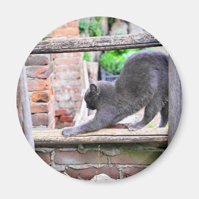 Íman Gato fofo se esticando (Frente)