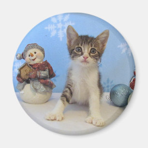 Íman Gato, gatinho, Natal, salvamento, foto