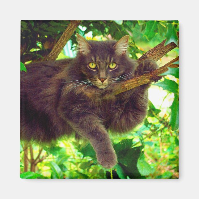 Íman Gato Gato Gato Gato (Frente)