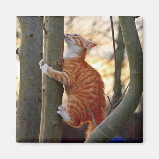 Íman Gato Gato Gato Gato