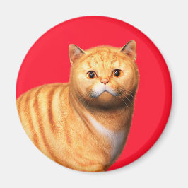 Íman Gato Gengibre 3 Ímã