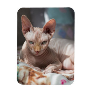 Íman Gato giro saltando sem pelo