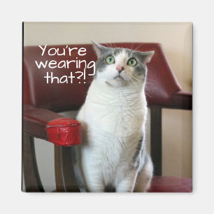 Íman Gato horrorizado