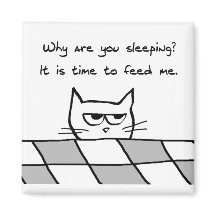 Gato Irritado Quer Você Fora Da Cama
