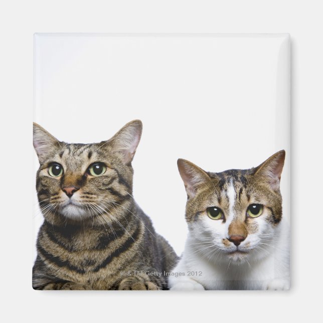 Íman Gato japonês e Manx em fundo branco (Frente)