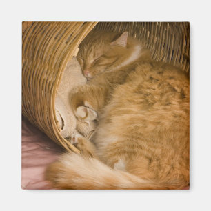 Íman Gato laranja dormindo na cesta