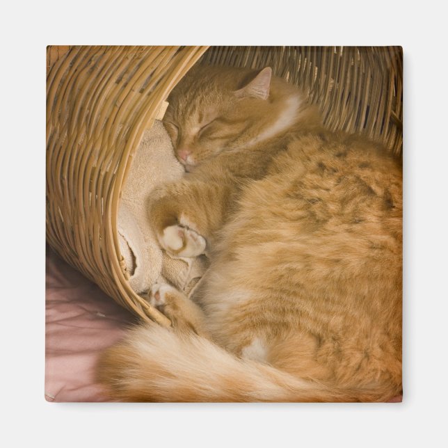 Íman Gato laranja dormindo na cesta (Frente)