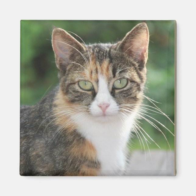 Íman Gato legal (Frente)