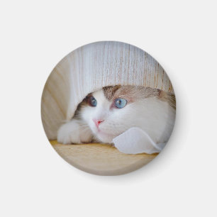 Íman Gato, Natureza, Gatinho