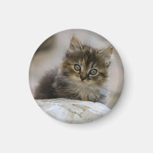 Íman Gato, Natureza, Gato doméstico
