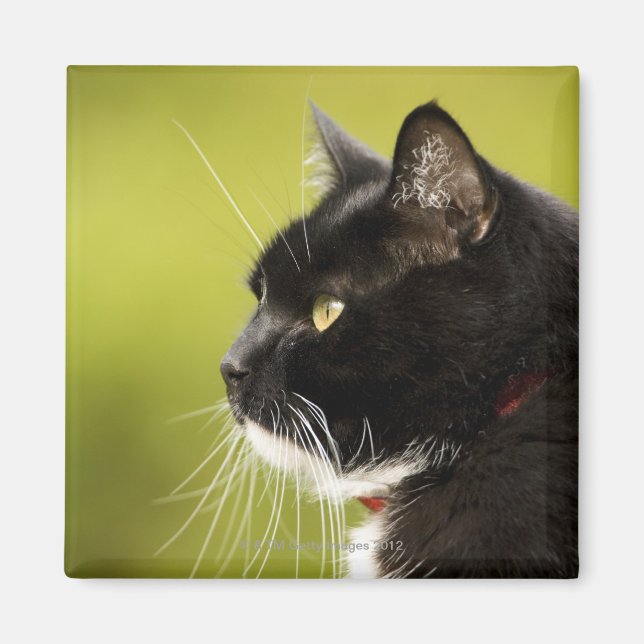 Íman Gato Negro (Frente)