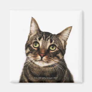 Íman Gato no fundo branco 2