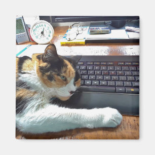 Íman Gato no ímã do teclado