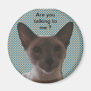 Íman Gato parvo Siamese