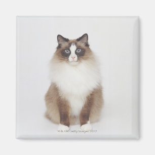 Íman Gato peludo grande