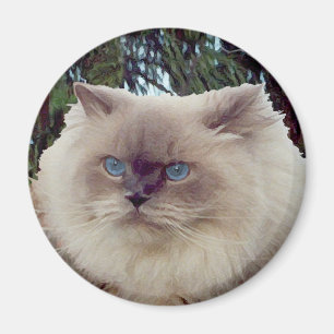 Íman Gato Persa Himalaio