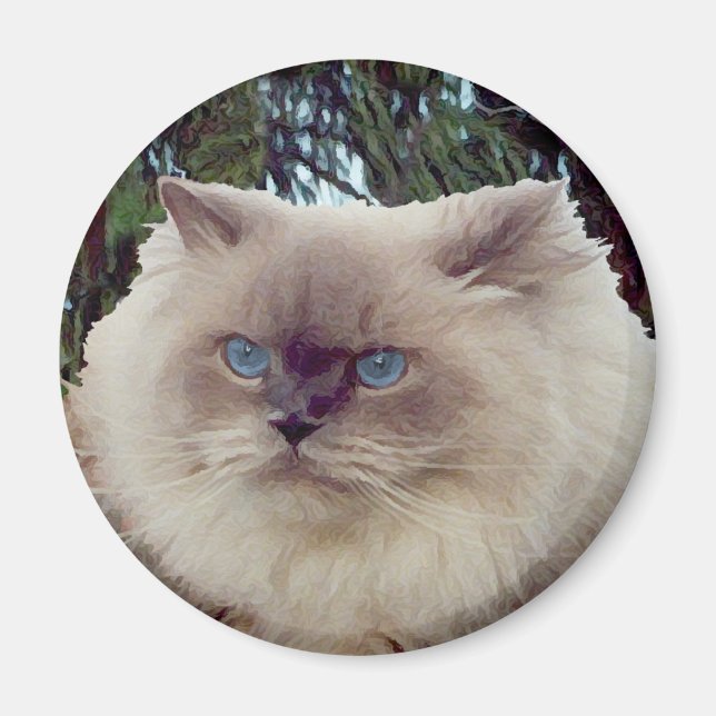 Íman Gato Persa Himalaio (Frente)