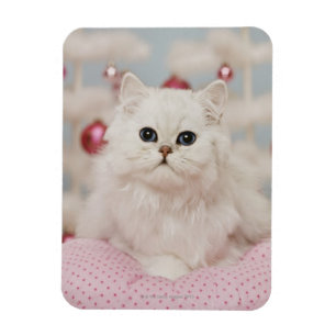 Íman Gato persa que senta-se no travesseiro cor-de-rosa