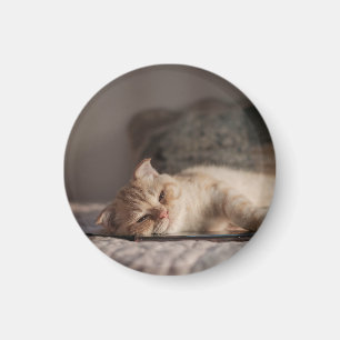 Íman Gato, Pet, Gatinho