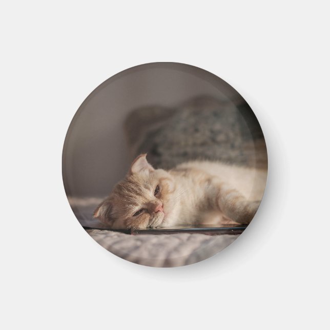 Íman Gato, Pet, Gatinho (Frente)
