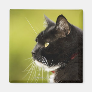 Íman Gato preto