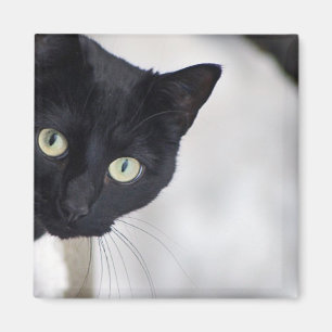 Íman Gato preto