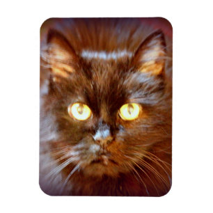 Íman gato preto