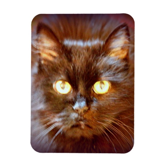 Íman gato preto (Vertical)
