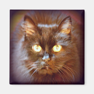 Íman gato preto