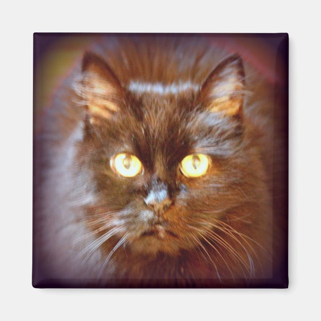 Íman gato preto (Frente)