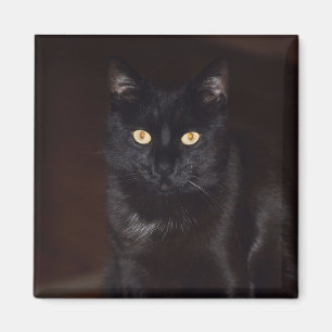 Íman Gato preto